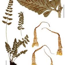 Image result for Asplenium musiraense