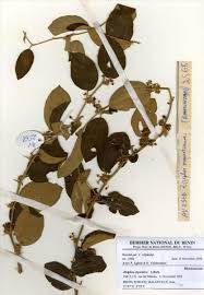 Image result for Ziziphus abyssinica
