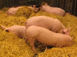 Le porc est un animal qui aime la propreté : La Realite De L Elevage Des Cochons En France