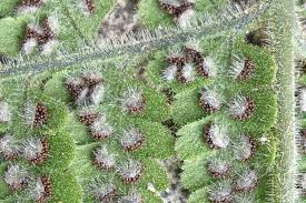 Image result for Monadenium crenatum