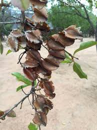 Image result for Combretum apiculatum
