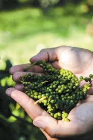 Check spelling or type a new query. Growing Spices And Herbs In South Florida Edible South Florida