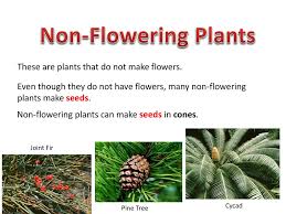 Some plants don't produce flowers and seeds. Classifying Plants Ppt Download