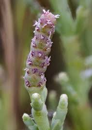 Image result for Sarcocornia perennis