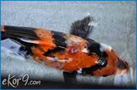 Koi free live wallpaper is a very detailed simulation of koi fish. Pin Di Ikan