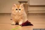 WHAT KIND OF CAT IS SMOOTHIE? - A Breed That Is Often Unwanted