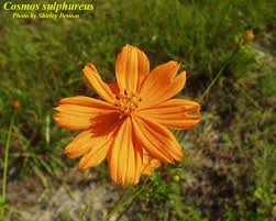 Image result for Cosmos sulphureus