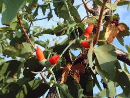 Image result for Corallocarpus welwitschii