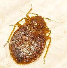 Bed bugs feed exclusively on blood, and typically human blood. Ccbh