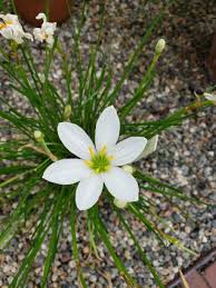 Image result for Zephyranthes candida