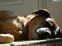 How long does it take for prednisone to work in dogs with lymphoma? A Story Of Chemotherapy In An Older Dog With Cancer