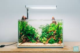 Newest Nano Tank Project For Our Betta Fish Tadoe Multiple Species Of Aquatic Plants Were Utilized In This Aquari Nano Aquarium Betta Fish Planted Betta Tank