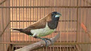Kicau Burung Emprit Kaji Gacor Rasa Kenari Youtube Rasa Bird Pets