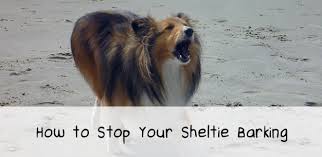 How To Stop Your Sheltie Barking Sheltie Hyper Dog Dog Whisperer
