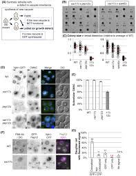 For this purpose, salts, mainly from inorganic and organic acids, are accumulated in the vacuole. The Vacuole Lysosome Is Required For Cell Cycle Progression Elife