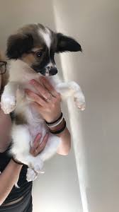 Below is our puppies list! Papillon Puppies For Sale Chesterfield Township Mi Papillon Puppies For Sale Papillon Puppy Puppies For Sale