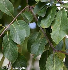 Image result for Berchemia discolor