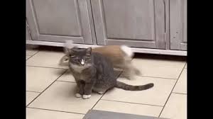 She is independently produced, but also a member of the twitch team virtual streamers worldwide. 10 Adorable Rabbit Gifs Animal Gifs Gifs Funny Animals Funny Gifs