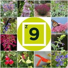 The leaves are lancet shaped and the bushes grow up to a height between. Plants For Getting Started Salvia Gardening In Zone 9