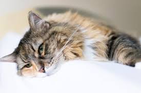 This can result from illness, infection, disease, dehydration, internal bleeding, anemia, and poor appetite, among. How To Tell If Your Cat Is Sick Signs And Symptoms Hillcrest Animal Hospital Bartlett Vets