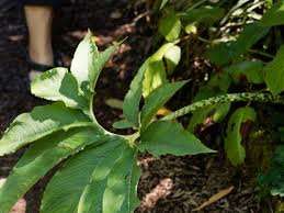 Image result for Sauromatum venosum