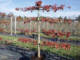 Espalier, a french word derived from the italian spalliera, which means something to rest the shoulder… River Road Farms