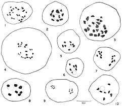 Image result for Utricularia baoulensis