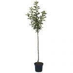 Mullers Gruner Garten Shop Apfelbaum Nela S Knackiger Susser Saftiger Sommerapfel Halbstamm 170 200 Cm 10 Liter Topf M7 Afmgbaume Herbs