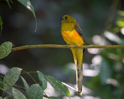 Image result for Tragia rupestris