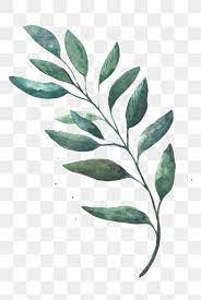 Watercolor Leaves Watercolor Clipart Leaf Green Leaf Png And Vector With Transparent Background For Free Download Ilustracao De Aquarela Ilustracoes Florais Folhas De Aquarela