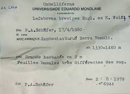 Image result for Afroligusticum claessensii