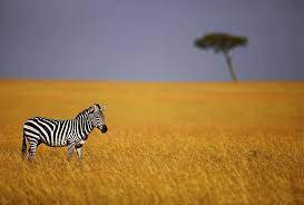 Pin By Sofi Abascal On Let S Go There Kenya Travel Kenya Africa