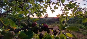 Image result for Hexalobus monopetalus