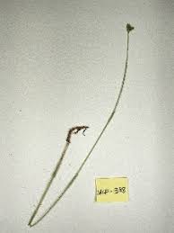 Image result for Fuirena abnormalis