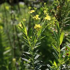 Image result for Hypericum
