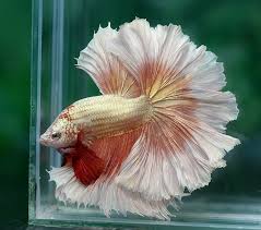 Pin On Mainly Betta Fish