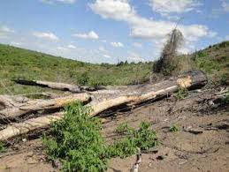 Image result for Rytigynia monantha