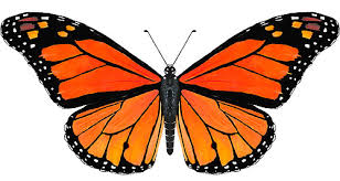 Representamos el ciclo de vida de la mariposa monarca. Mariposa Monarca Mexico Wwf