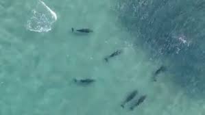 From dolphins to puffins, wild flowers and fungi that are unspoilt in our countryside. Ocean News Headlines 9news