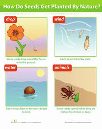 Seed Dispersal Worksheet Education Com Seed Dispersal Plant Life Cycle Science Worksheets