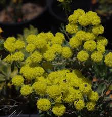 Its growth is more restrained than many selections of yarrow. Pictures And Descriptions Of California Buckwheats Eriogonum Species