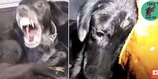 Adoptall phoenix dogs are adopted with 5 weeks free insurance from agria. An Abused Aggressive Dog Melts Into His Rescuer S Hands And It S Almost Too Much To Take Upworthy
