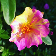 Jenis bunga anggrek di indonesia tentang bunga anggrek : Bibit Bunga Krokot On Instagram Selamat Pagi Sahabat Pecinta Krokot Salam Hijau Salam Warna Warni Ini Salah Satu Jenis Selapis Ya Plants Color Watercolor