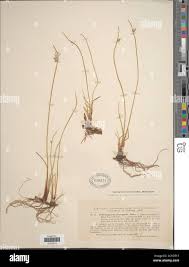 Image result for Cyperus leptocladus