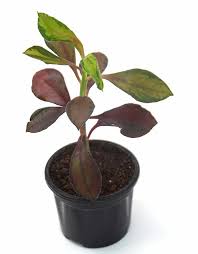 Image result for Euphorbia grantii