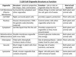 Ppt 7 12d Cell Organelle Structure Vs Function Powerpoint Presentation Id 2506616