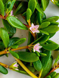 Image result for Sesuvium