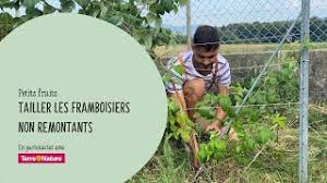 Les remontantes et les non remontantes. Comment Tailler Les Framboisiers Non Remontants Youtube