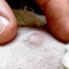 When you have this problem, it is very important to. Help Is It A Lump Cyst Or Growth On My Dog Walkerville Vet