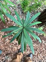 Image result for Brexia madagascariensis